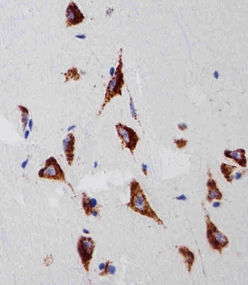 Monoclonal Mouse anti-Human RPS6 / Ribosomal Protein S6 Antibody (clone 981CT2.1.1, N-Terminus, IHC, IF, WB)
