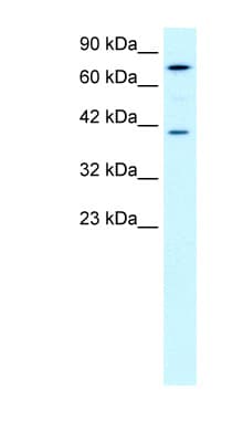 PCK1 Antibody (aa330-379)