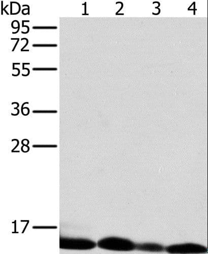 NDUFS5 Antibody