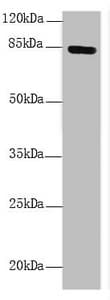 NDUFS1 Antibody