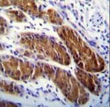APG5 / ATG5 Antibody