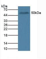 POU5F1 / OCT4 Antibody (aa136-360, Cy3)