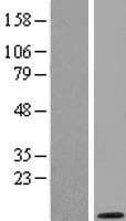 GNG2 Protein (Over-Expression Lysate Myc-DDK (Flag))