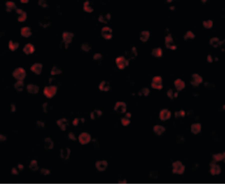 IHC-plus™ ACTB / Beta Actin Antibody