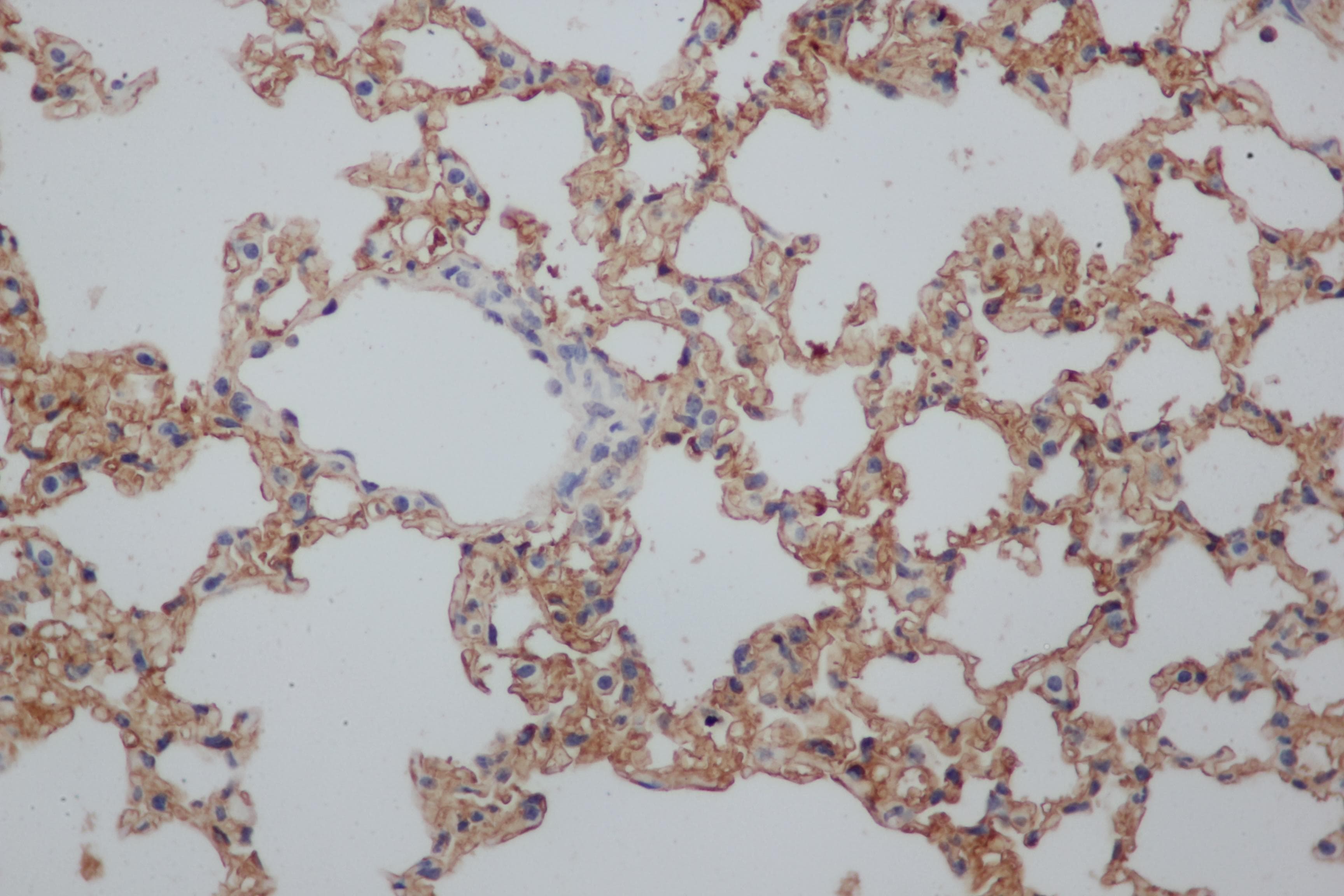 CD244 Antibody