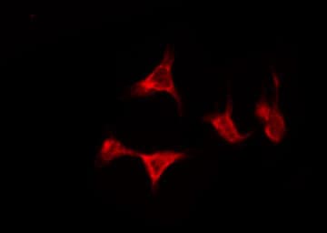 Polyclonal Rabbit anti-Human OR5D13 Antibody (IF, WB)