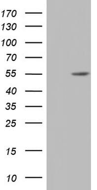 NR2C1 Antibody (aa1-237, clone OTI1C5)