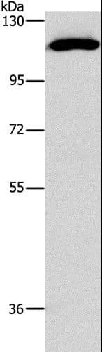 STAT2 Antibody