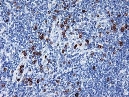 Monoclonal Mouse anti-Human JCHAIN / Ig J Chain Antibody (clone OTI2B1, Carrier-free, IHC, WB)