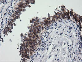 PTGES2 Antibody (clone OTI2C3)