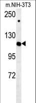 IPO7 / RANBP7 Antibody (aa142-169)