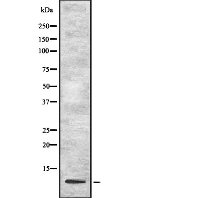 UFM1 Antibody