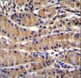 TEKT5 Antibody (aa215-244)