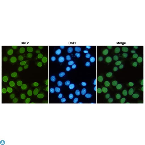 SMARCA4 / BRG1 Antibody