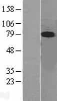 MAPK7 / ERK5 Protein (Over-Expression Lysate Myc-DDK (Flag))