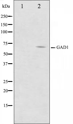 GAD1 / GAD67 Antibody