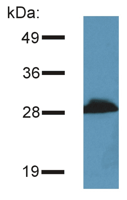 PRR7 Antibody (clone TRAP3/10)