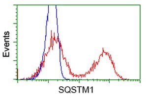 Monoclonal Mouse anti-Human SQSTM1 Antibody (clone OTI4E2, IHC, IF, WB)
