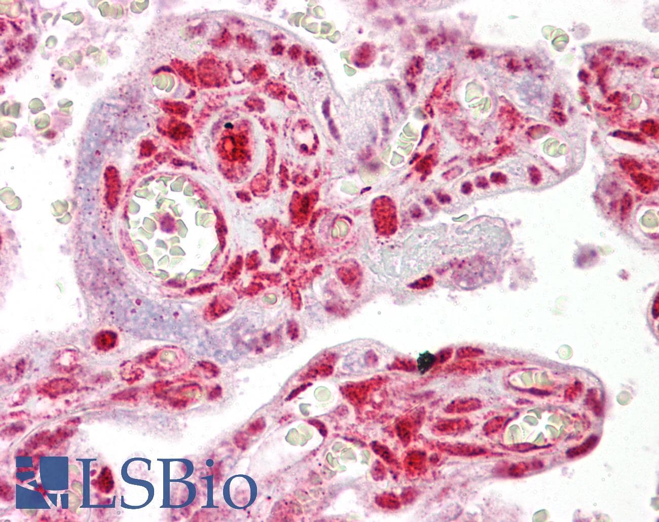Polyclonal Rabbit anti-Human STRAP / MAWD Antibody (aa101-150, IHC, WB)