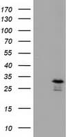 Monoclonal Mouse anti-Human RASD2 Antibody (clone OTI2G8, Carrier-free, IF, WB)