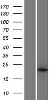 PLA2G12A Protein (Over-Expression Lysate Myc-DDK (Flag))