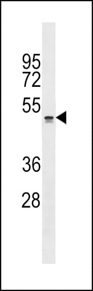 QRFPR / GPR103 Antibody (aa172-198)