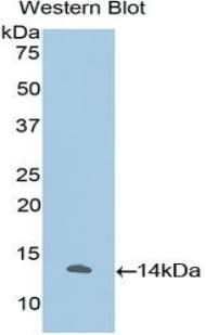 IL-33 Antibody (aa112-270, Cy3)