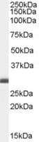 IHC-plus™ BCAP31 / BAP31 Antibody (aa301-313)