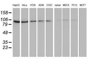 FAM40A Antibody (clone OTI7G7)