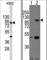 CDH3 / P-Cadherin Antibody (aa660-688)