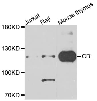 IHC-plus™ c-CBL Antibody