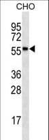 RPS6KL1 Antibody