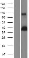 E2F5 Protein (Over-Expression Lysate Myc-DDK (Flag))