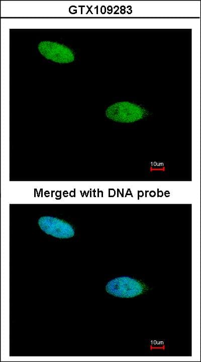 DUSP26 / MKP8 Antibody (aa22-117)