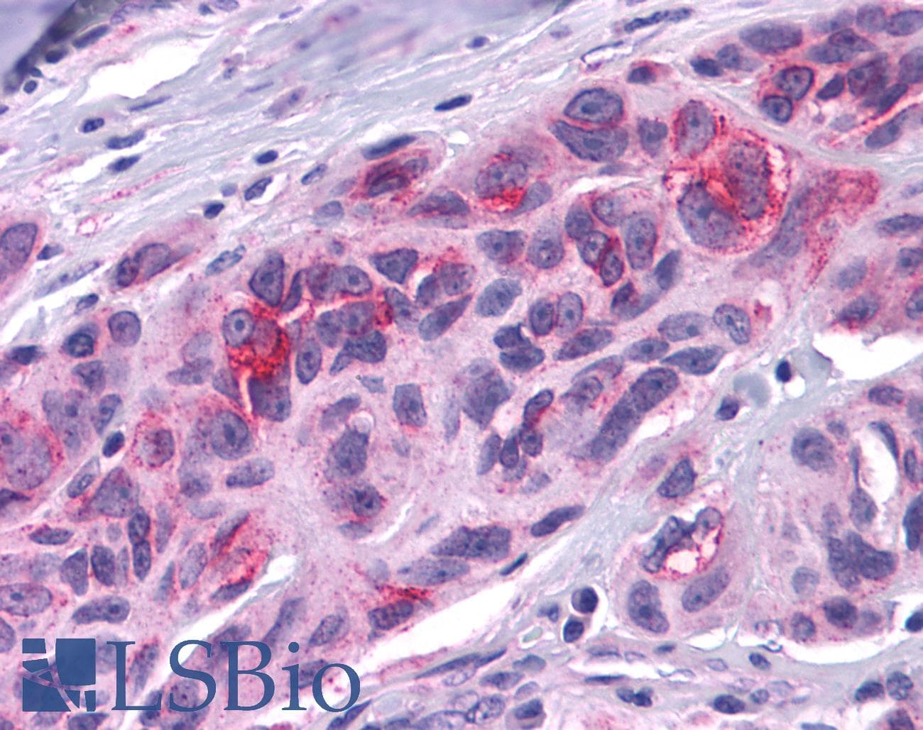 IHC-plus™ DUSP23 Antibody (Internal)