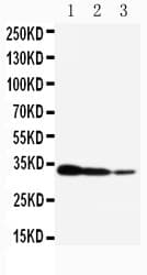 CRTC2 / TORC2 Antibody (aa595-611)