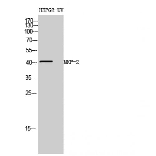 DUSP4 / MKP2 Antibody (50-130 aa, Internal)