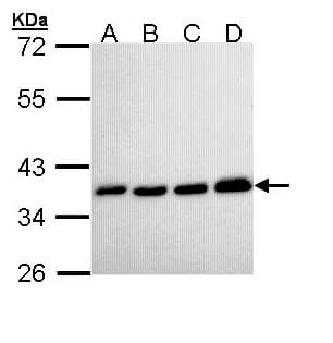 PPA1 Antibody (aa1-289)