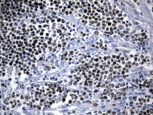 MCM2 Antibody (clone UMAB238, Carrier-free)
