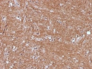 ENO2 / NSE Antibody (clone ENO2/1375, Azide-free, BSA-free)