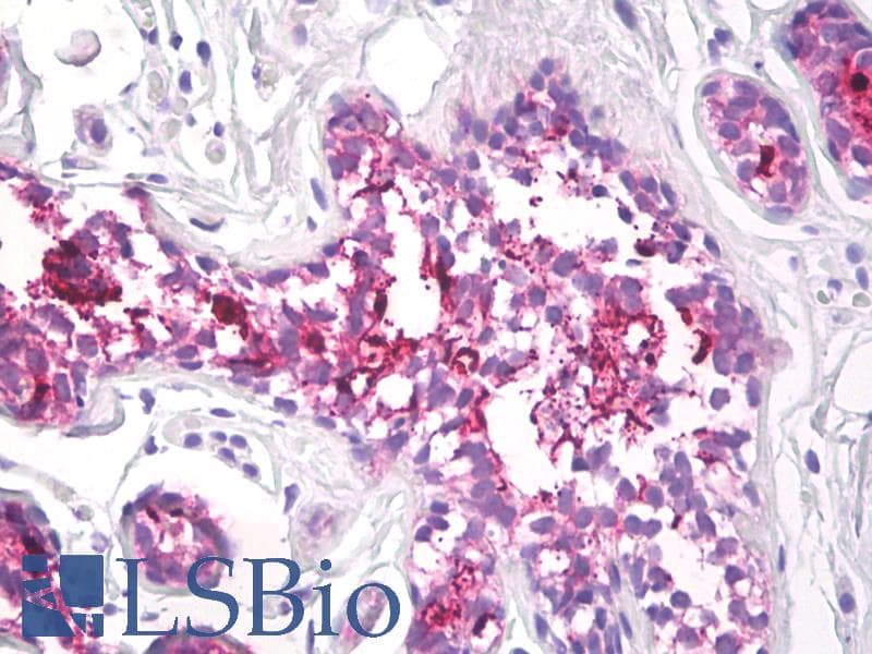 PathPlus™ EMA / MUC1 Antibody (clone 139H2)