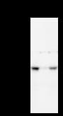 TAFII70 / TAF6 Antibody (clone 585D4a)