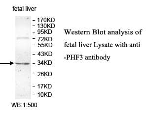 PHF13 Antibody (aa66-300)