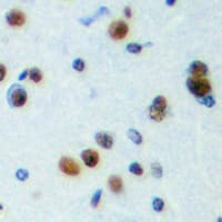 NXF / NPAS4 Antibody (C-Terminus)