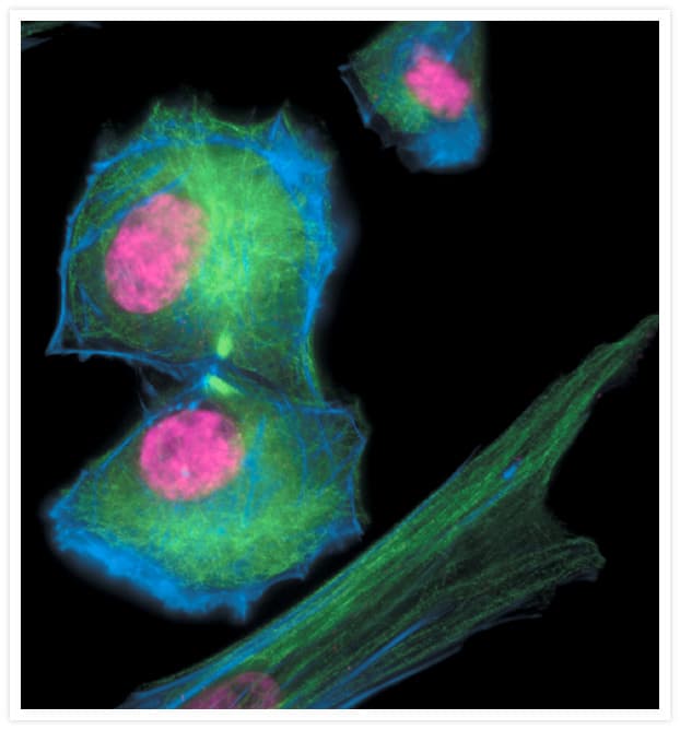 Alpha Tubulin Antibody (clone 236-10501)