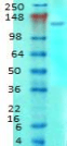GRM5 / MGLUR5 Antibody (clone S75-33)