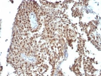CDKN1A / WAF1 / p21 Antibody (clone SPM306)
