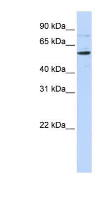 CDS1 Antibody (aa288-337)
