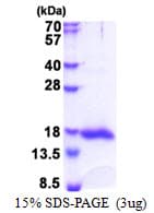 Human LGALS13 / Galectin 13 Protein (Recombinant His)