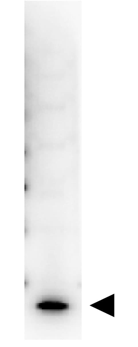 IL7 Antibody (Biotin)